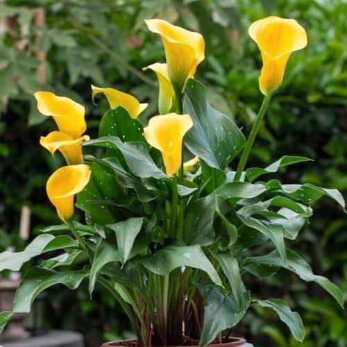 cultivar calas
