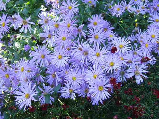 Flores para sombra
