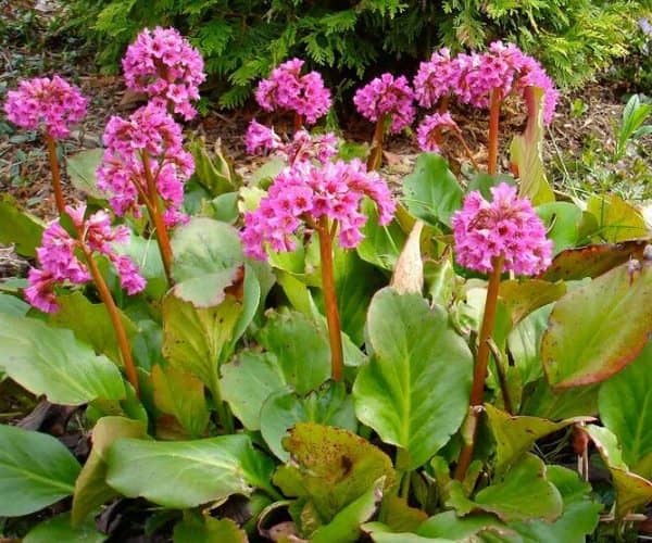 Flores para sombra