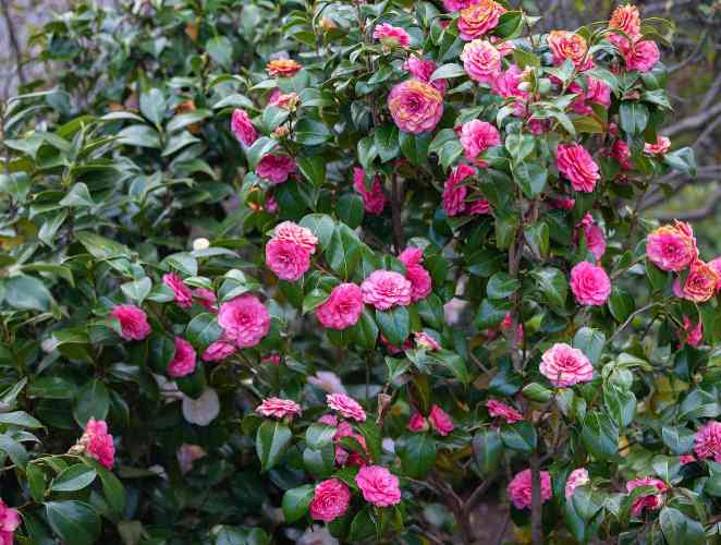Flores para sombra