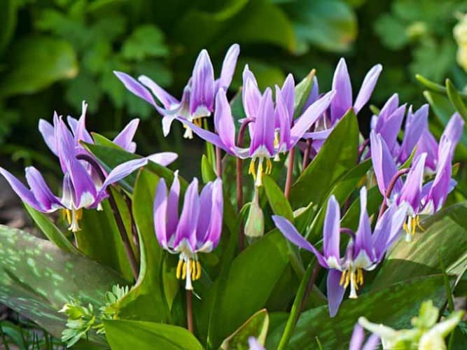 Flores para sombra