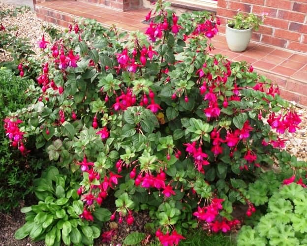 Flores para sombra