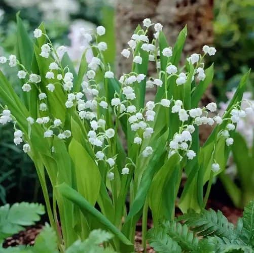 Flores para sombra