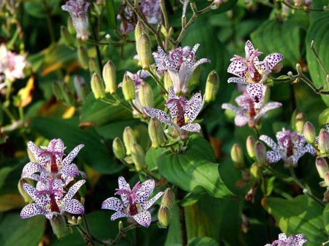 Flores para sombra
