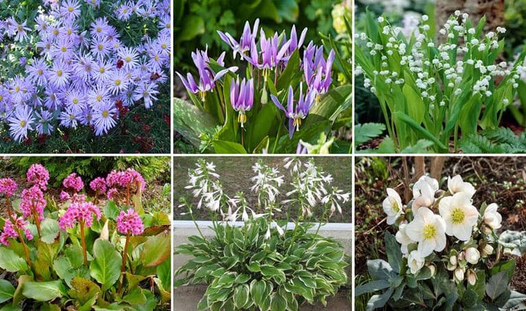Flores para sombra