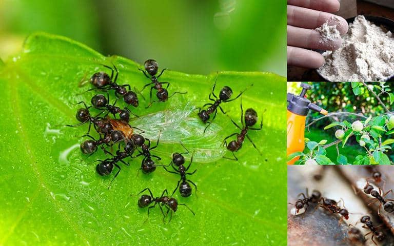 formas caseras de controlar las hormigas