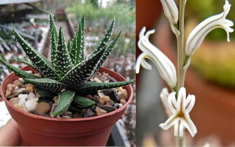 plantas suculentas para principiantes