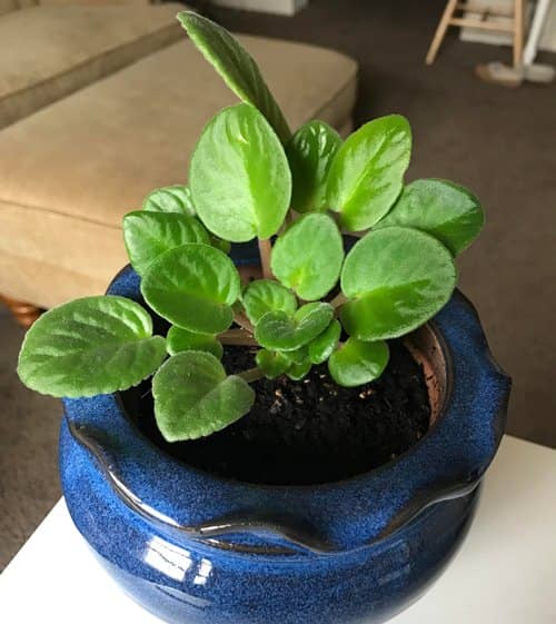 violeta africana vuelva a florecer