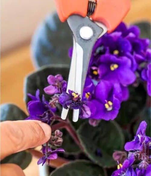 violeta africana vuelva a florecer