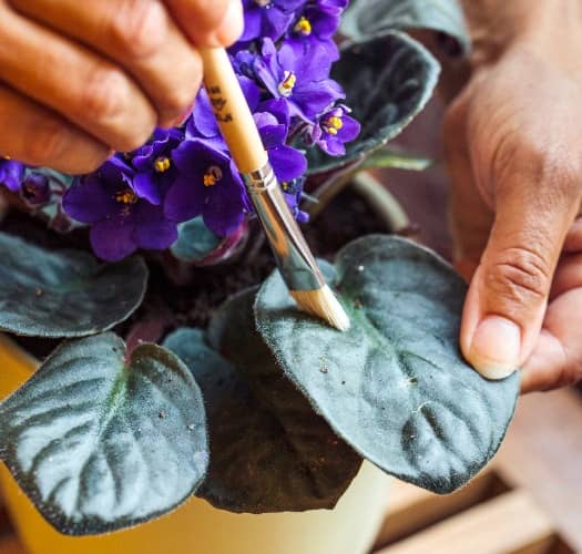 violeta africana vuelva a florecer