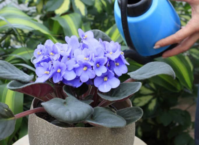 violeta africana vuelva a florecer