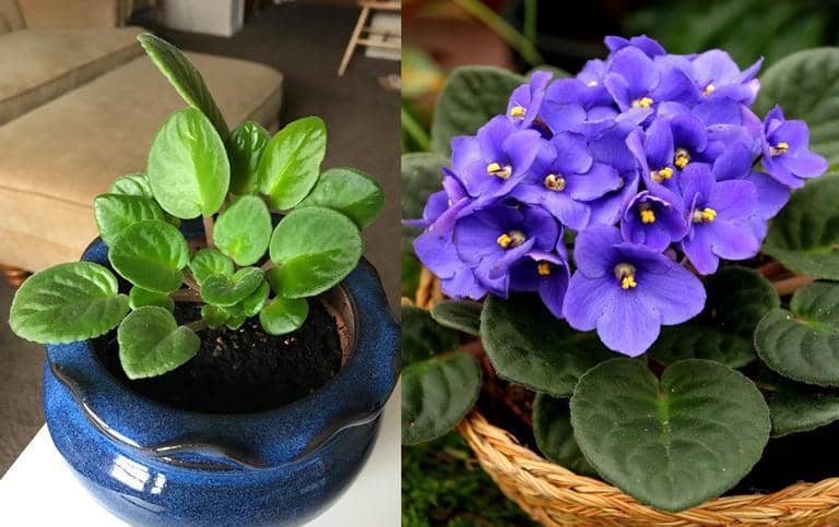 violeta africana vuelva a florecer