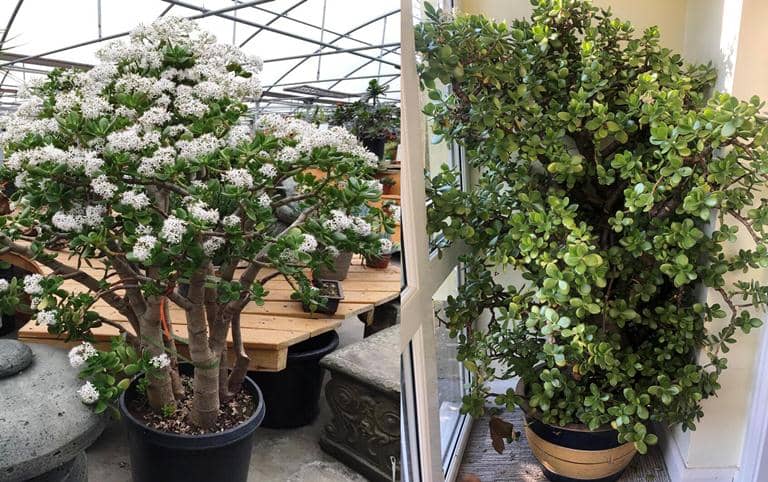 lograr que un Árbol de jade crezca grande y tupido