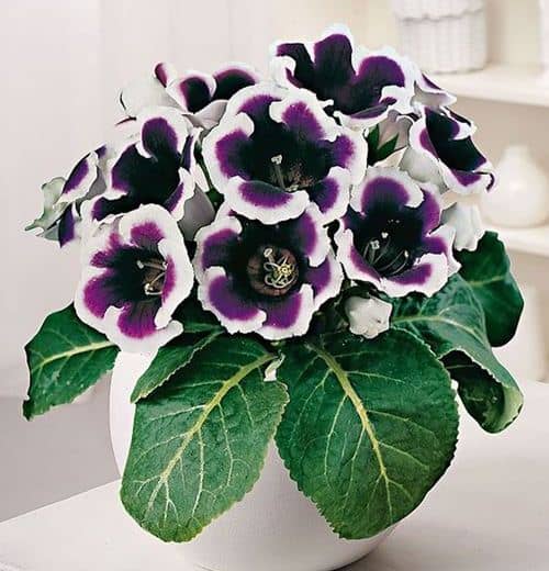 Cómo propagar, cultivar Gloxinia (Sinningia) y sus cuidados - Eco Jardín  Mágico