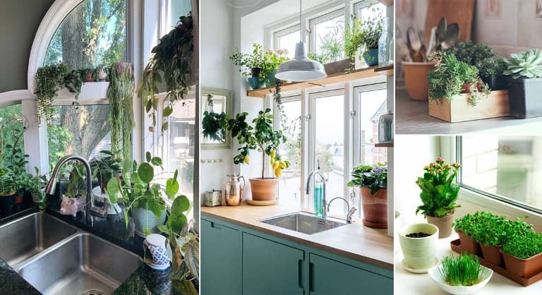 Plantas ideales para la Cocina
