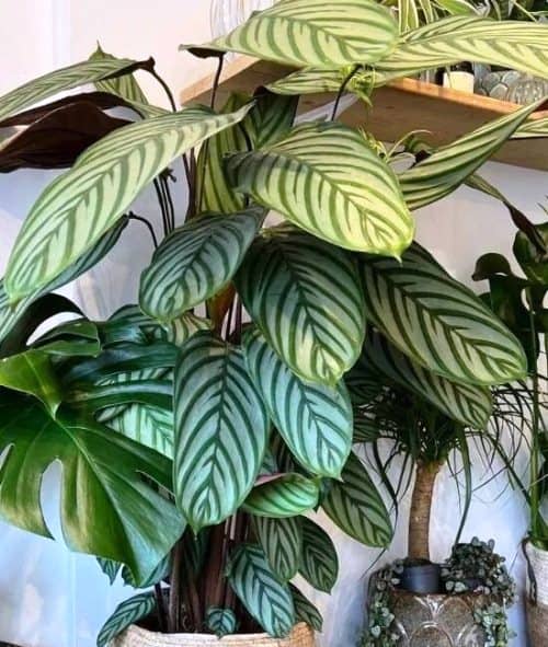 12 Plantas de hojas Grandes para interiores fáciles de cuidar - Eco Jardín  Mágico