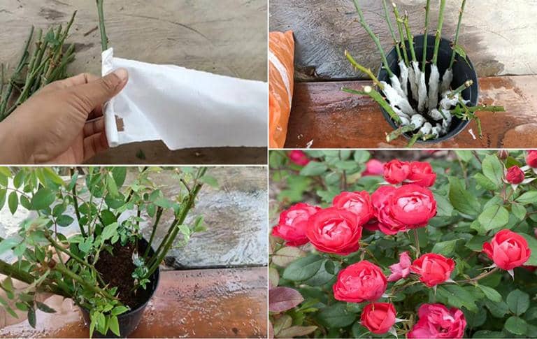 propagar Rosas muy fácilmente usando papel higiénico