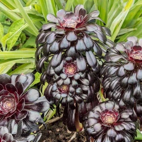 8 Impresionantes variedades de Suculentas de color oscuro - Eco Jardín  Mágico