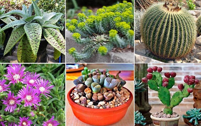 Cactus y Suculentas que se pueden cultivar en Arena