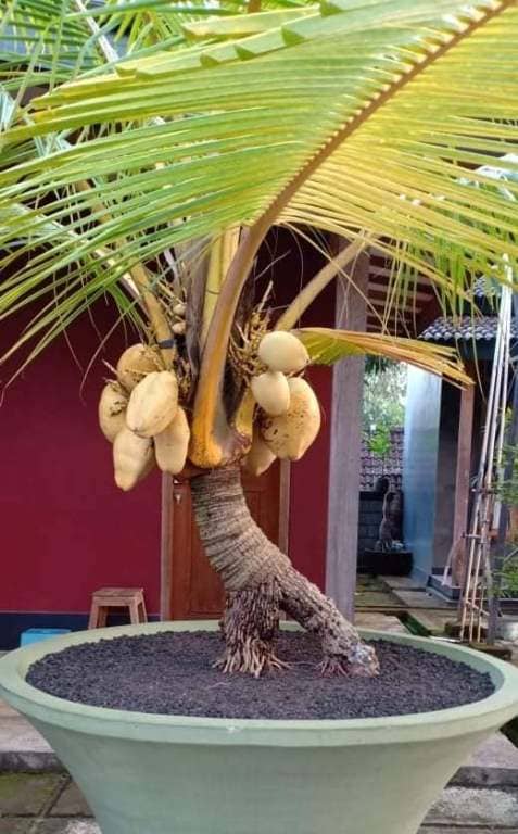 Frutas tropicales que se pueden cultivar en maceta