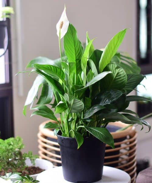 hacer florecer lirio de la paz