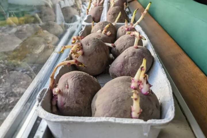 faire pousser des pommes de terre en sacs
