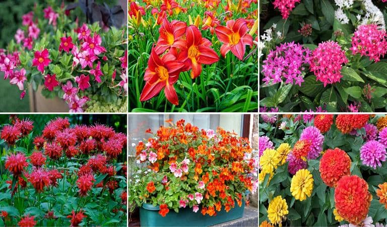 plantas florales para cultivar a pleno sol