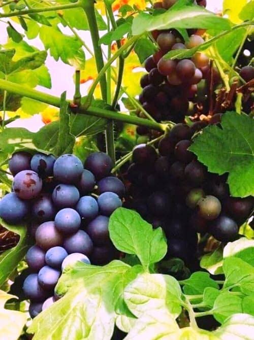 faire pousser des raisins dans un pot