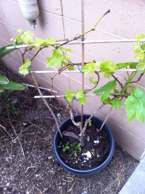 faire pousser des raisins dans un pot