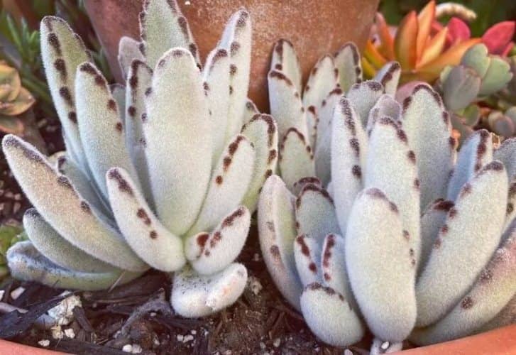 Cactus y Suculentas para cultivar en el Baño