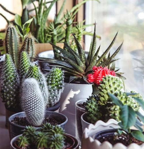 Errores al cultivar Suculentas en interiores