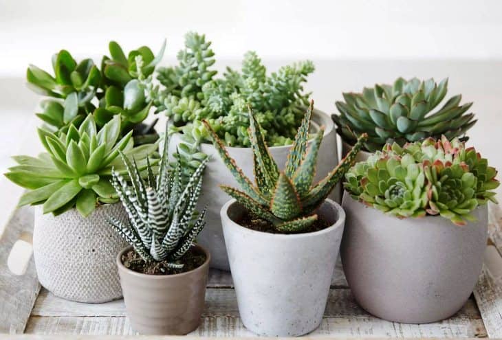 Errores al cultivar Suculentas en interiores