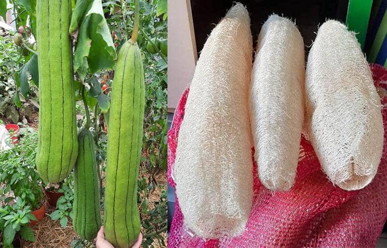 cultivar Esponjas Vegetales