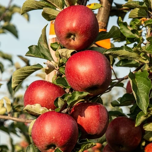 cultivar manzanas a partir de semillas