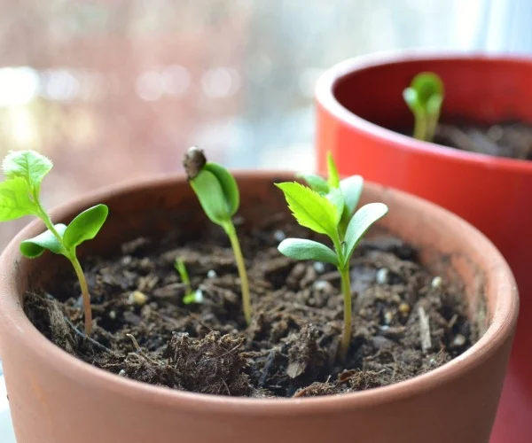 cultivar manzanas a partir de semillas