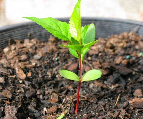 cultivar manzanas a partir de semillas