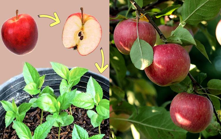 cultivar manzanas a partir de semillas