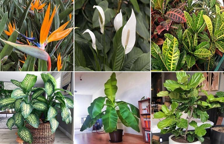 9 Plantas de interior grandes fáciles de cuidar - Eco Jardín Mágico