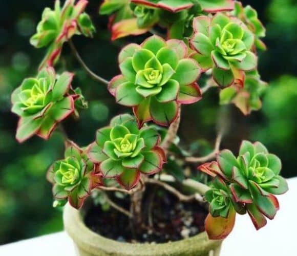 Cactus y suculentas para cultivar a la sombra