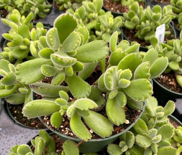Cactus y suculentas para cultivar a la sombra