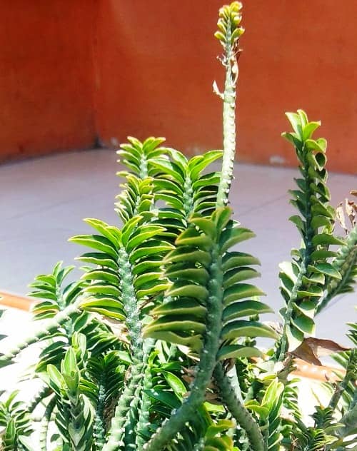 Cactus y suculentas para cultivar a la sombra