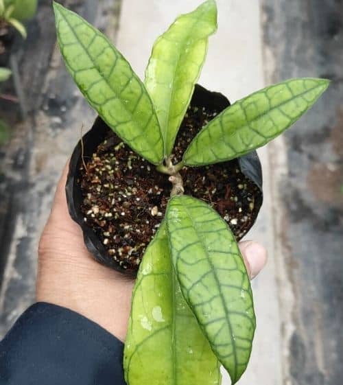 Cactus y suculentas para cultivar a la sombra