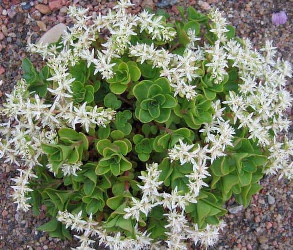 Cactus y suculentas para cultivar a la sombra
