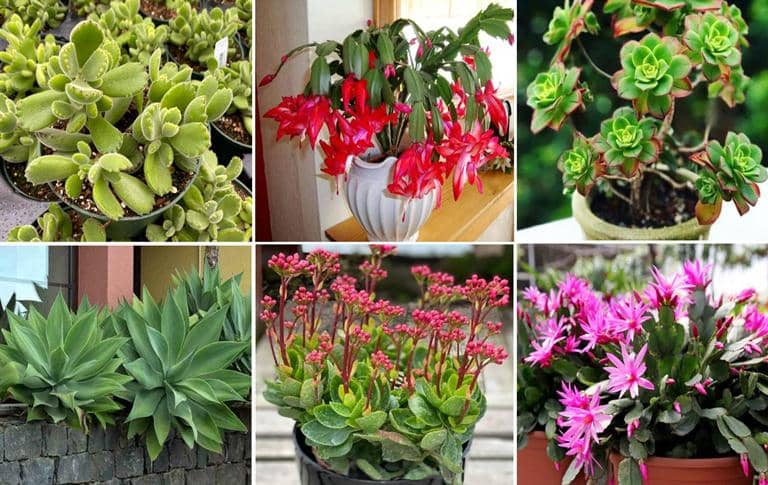 Cactus y Suculentas que se pueden Cultivar a la Sombra