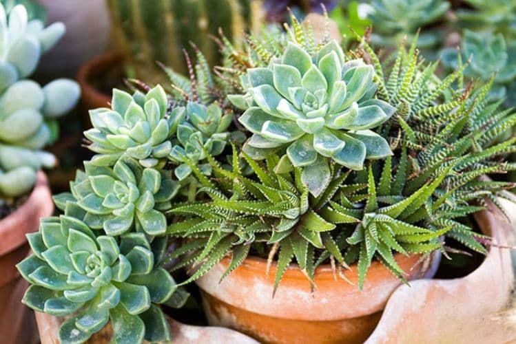cultivar Cactus y Suculentas en Exteriores