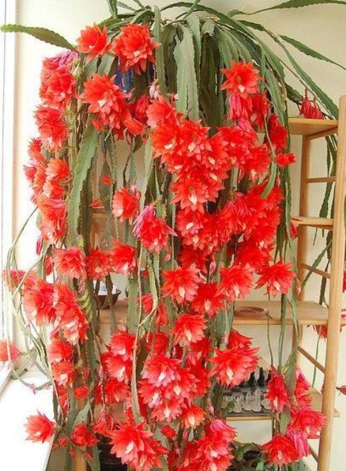 propagar Cactus orquídea
