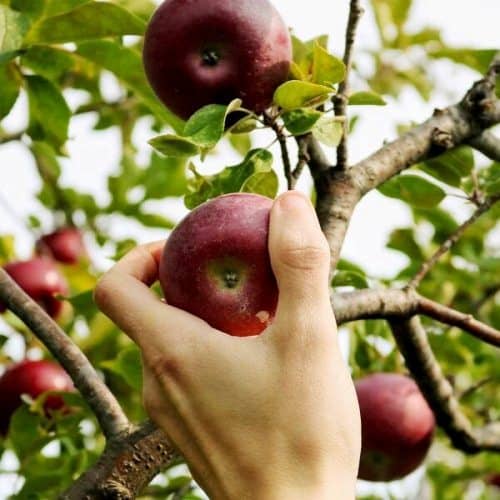 Motivos por los que un árbol frutal no da frutos