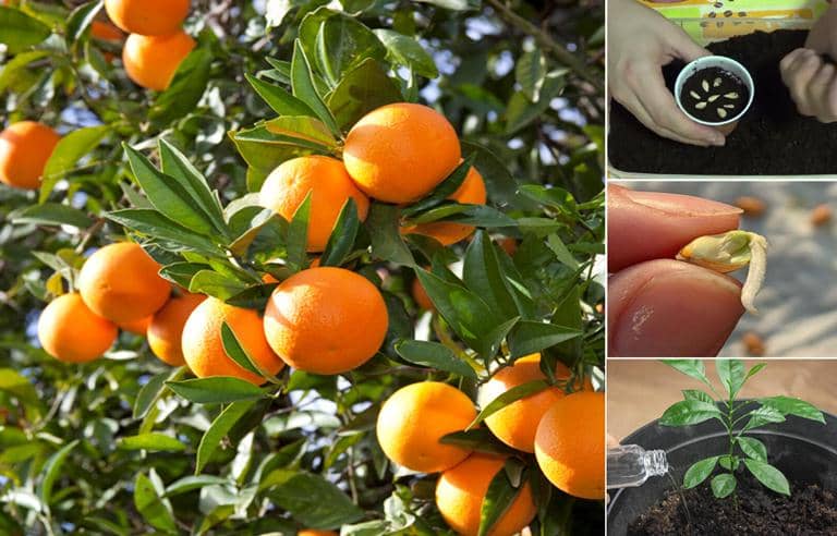 Cómo cultivar Naranjas (naranjo) a partir de Semillas