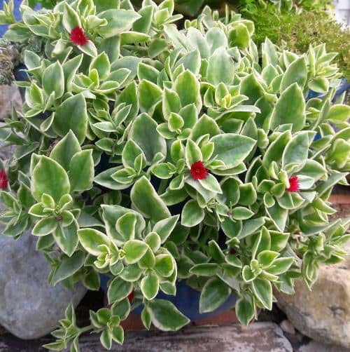 cultivar planta Rocío Aptenia cordifolia