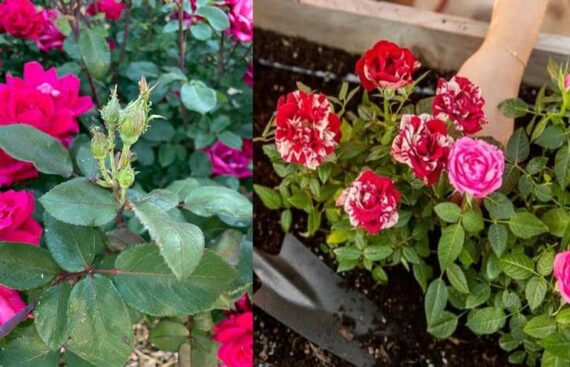 Causas por las que un Rosal No florece o da menos flores de lo normal